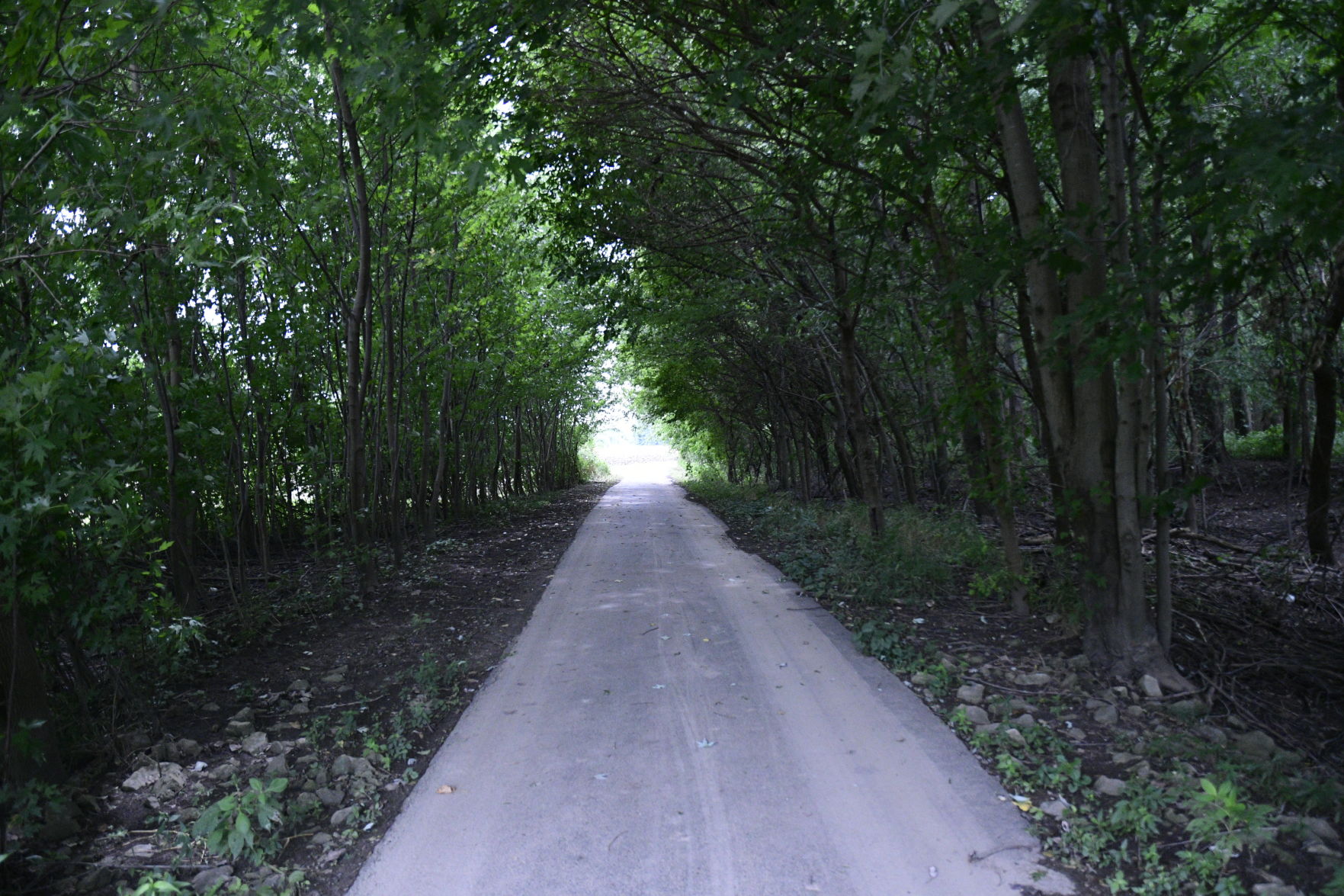 Trail off the South River road